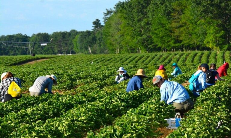 $44/h Farm Jobs in Canada with VISA Sponsorship